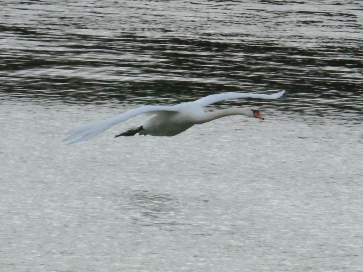 Les Cygnes Au Bord Du Loing Villa Montigny-sur-Loing Eksteriør billede