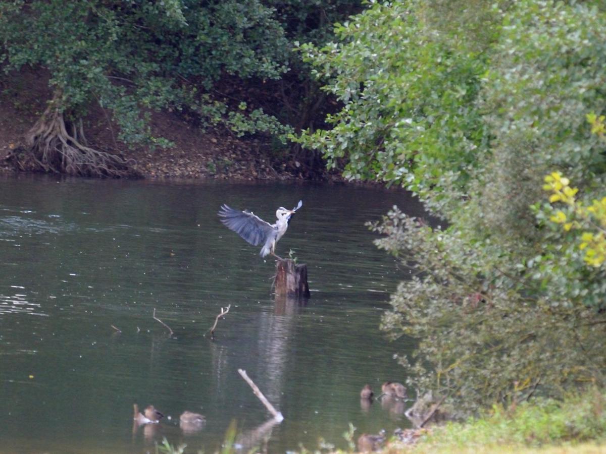 Les Cygnes Au Bord Du Loing Villa Montigny-sur-Loing Eksteriør billede