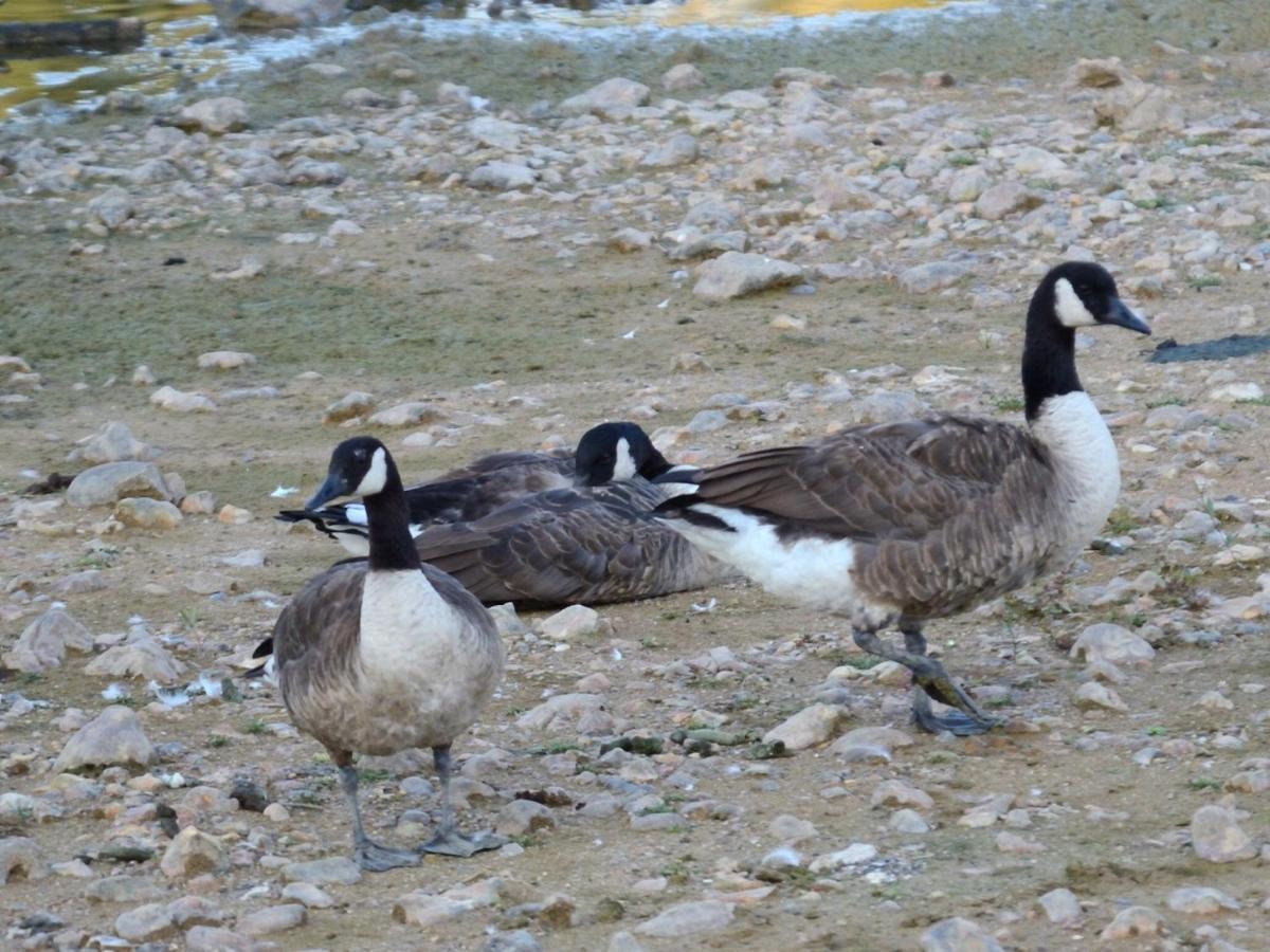 Les Cygnes Au Bord Du Loing Villa Montigny-sur-Loing Eksteriør billede