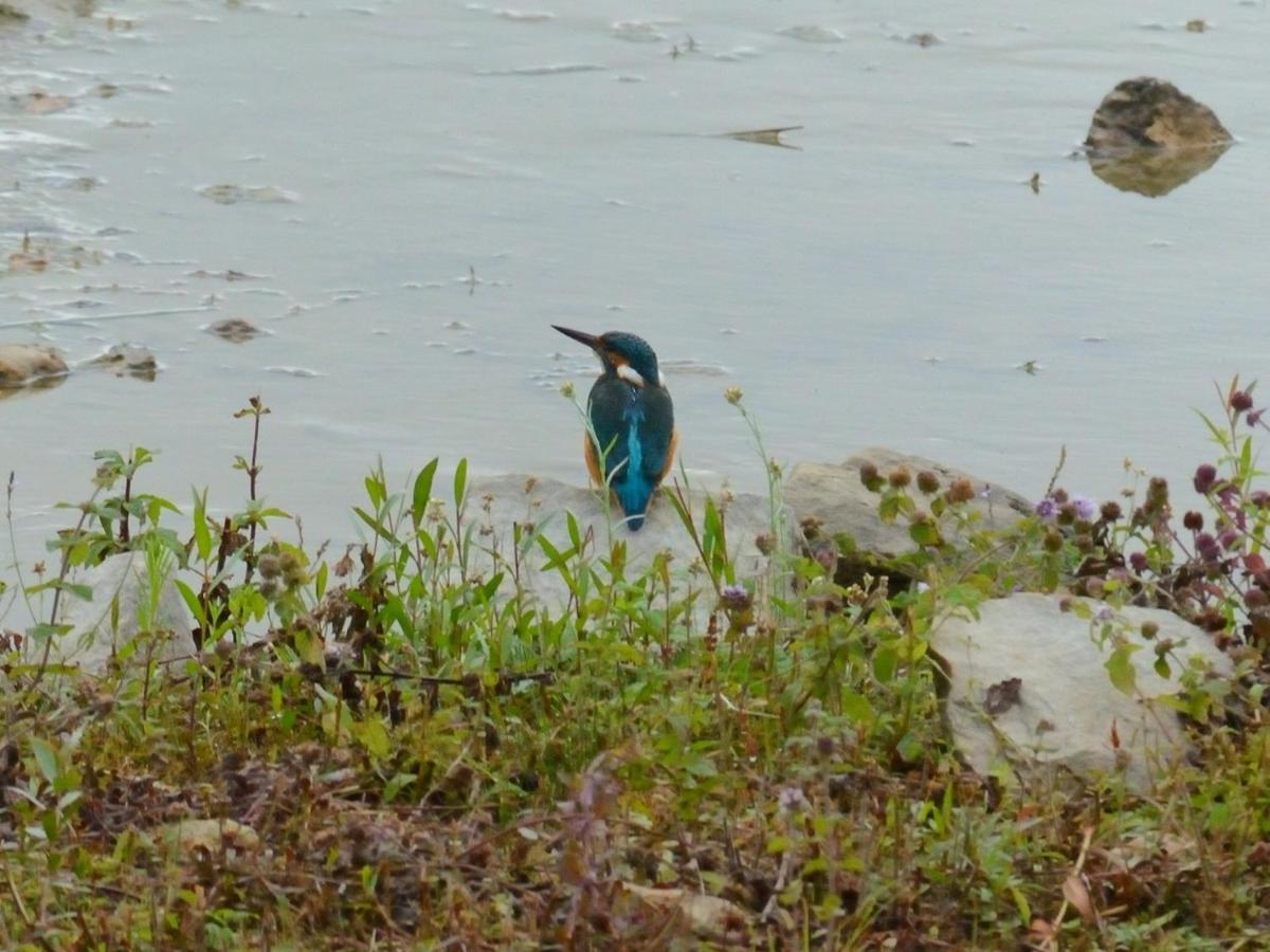 Les Cygnes Au Bord Du Loing Villa Montigny-sur-Loing Eksteriør billede